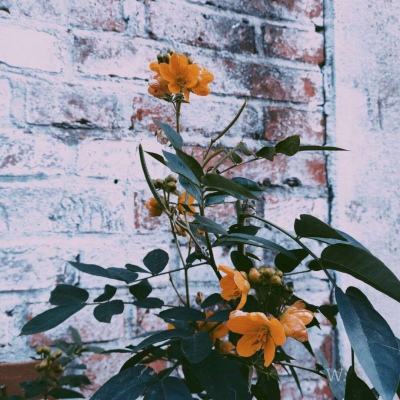 天成彩票手机app下载